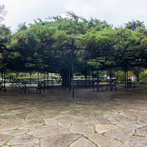 Arbol en el centro del Jardín del Principe Real en Lisboa