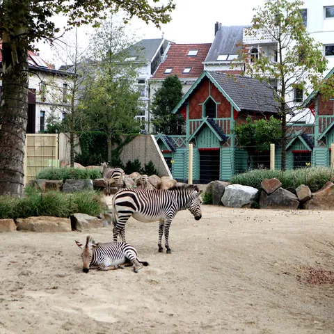 Cebras en el Zoo de Amberes