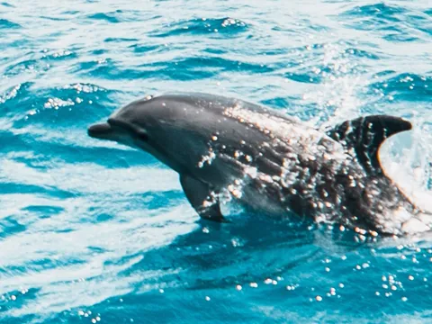 Desde Funchal: Excursión en 4x4 por los valles y acantilados con observación de delfines