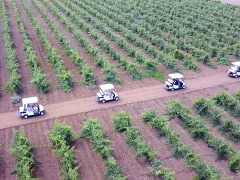 Cata Vinos Viñedo Valdevimbre visita guiada Bodegas Transporte desde León visita guiada Castilla León