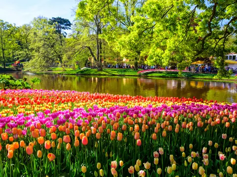 Excursión grupos reducidos Keukenhof desde Utrecht