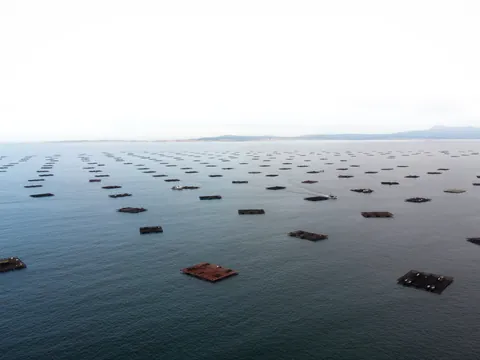 Bateas en la ría de Arousa