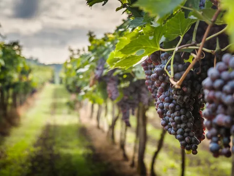 Viñedos de la región de Chianti, reconocida por su vino tinto.