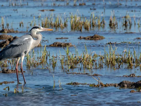 Garza real en los arrozales del Parque Natural de la Albufera de Valencia