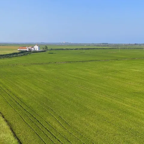 Extensos campos de arroz verdes en el Parque Natural de la Albufera, Valencia.