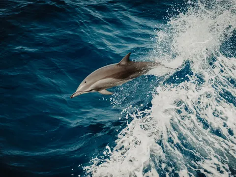 Avistamiento Delfines Fuerteventura Morro Jable Paseio barco Canarias