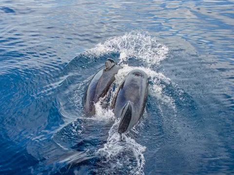 Avistamiento Cetacos Tarifa Delfines Estrecho Gribraltar Cádiz