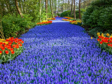Tulipanes Keukenhof Traslados entrada