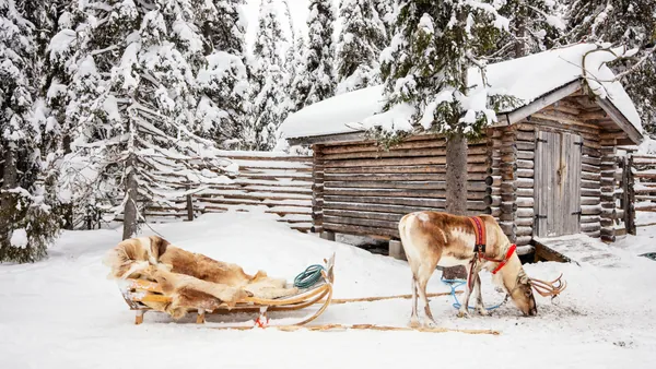 paseo Trineo Renos Rovaniemi