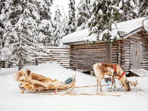 paseo Trineo Renos Rovaniemi