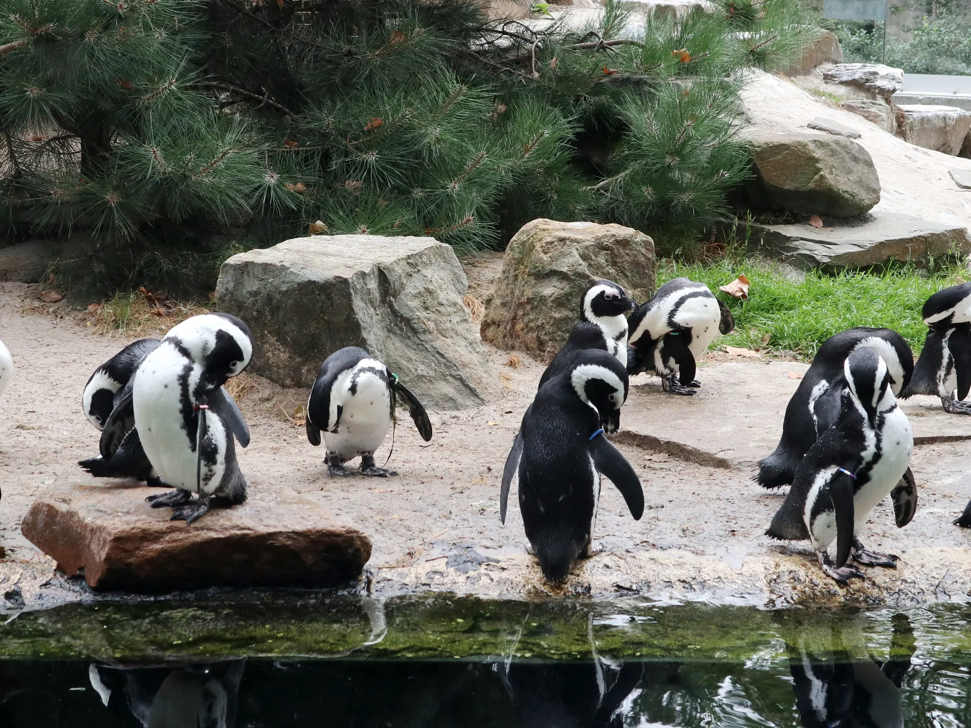 Pingüinos en el Zoo de Amberes