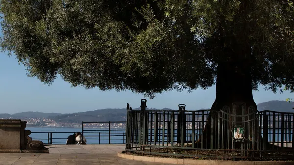 free tour Vigo Mirador Olivo Galicia