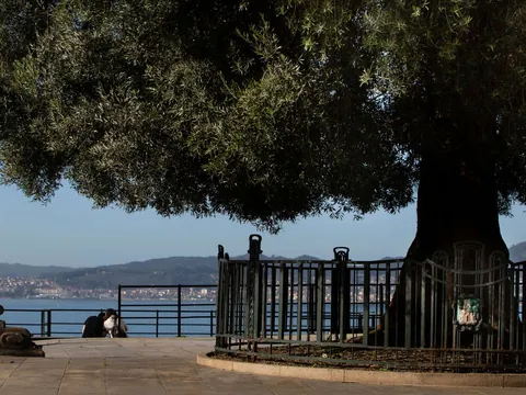 free tour Vigo Mirador Olivo Galicia