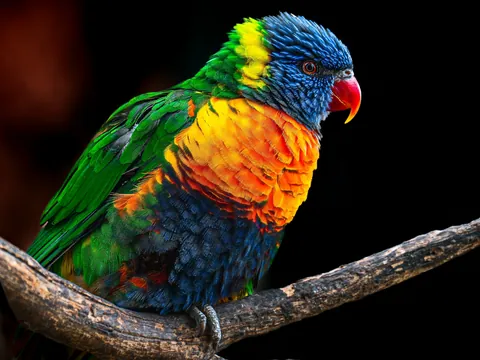 Loro Arcoíris con plumas brillantes en una rama en el Zoo de Praga.