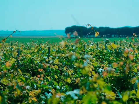 visita-bodega-verderrubi_cata_aperitivo_valladolid_viñedo_enoturismo_vinos_castilla-leon_buendia-tours (3).jpg