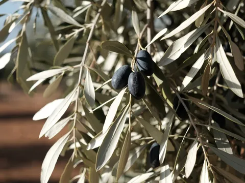 Visita a un olivar y almazara, con cata de aceites y conservas en Oliete