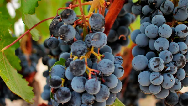 Racimo de uva en Jumilla - Visita a la Bodega Silvano García - Buendía Murcia