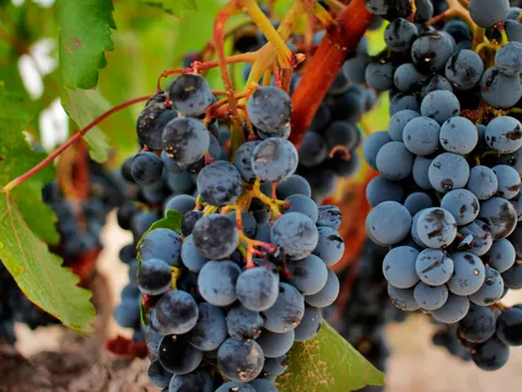 Racimo de uva en Jumilla - Visita a la Bodega Silvano García - Buendía Murcia