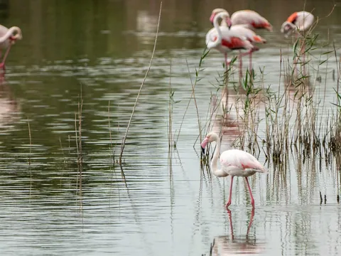 Generar alts dijo:  Flamencos alimentándose en las lagunas del Parque Natural de la Albufera, Valencia