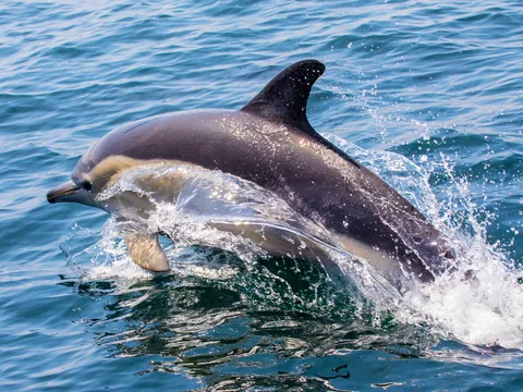 Avistamiento Delfines Algarve Faro Cetaceos Tortugas Marinas