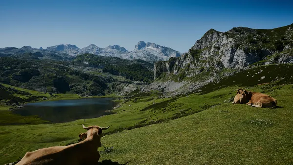 paisaje Asturias Lagos de Covadonga Vacas