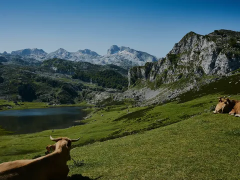paisaje Asturias Lagos de Covadonga Vacas