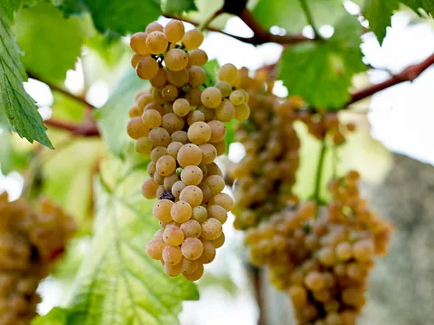 excursión Rias Baixas desde Santiago Transporte visita guiada Bodega Albariño Galicia