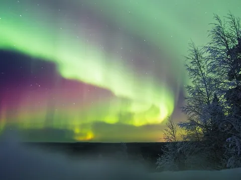 Auroras boreales verdes y púrpuras iluminando el cielo nocturno sobre un paisaje nevado con árboles oscuros en primer plano.