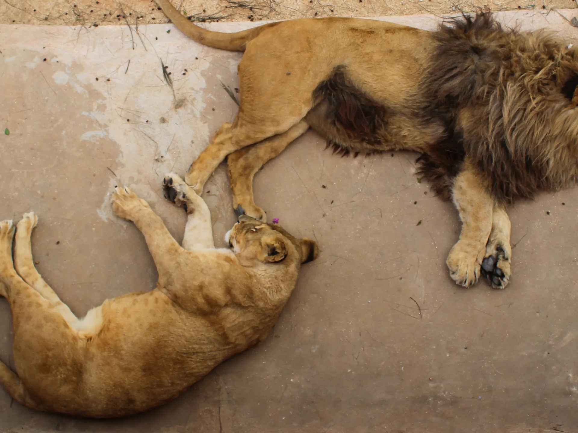 Leones en el Zoo de Lisboa