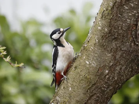 Pájaro carpintero en los bosques de Asturias