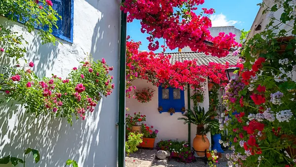 visita guiada Patios Córdoba