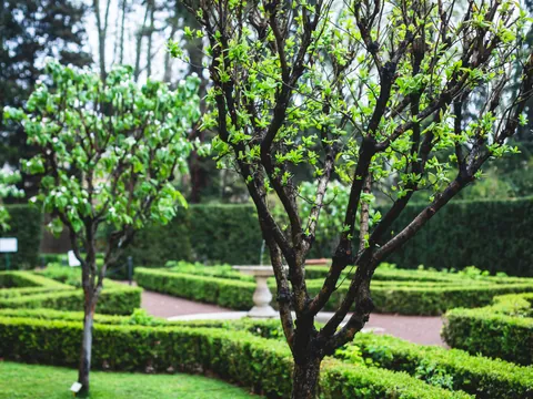 Vegetación en la villa Borghese, un deleite para los sentidos.