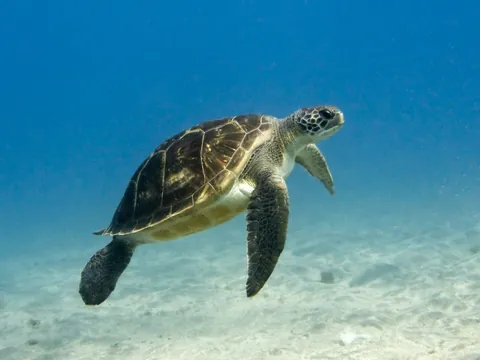 Tortuga nadando sobre fondo arenoso en Las Galletas, Tenerife
