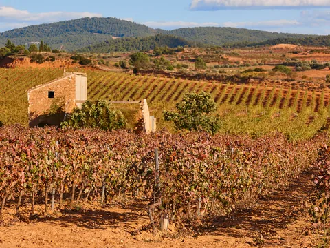 Viñedos en Utiel-Requena con caseta rural y montes al fondo.