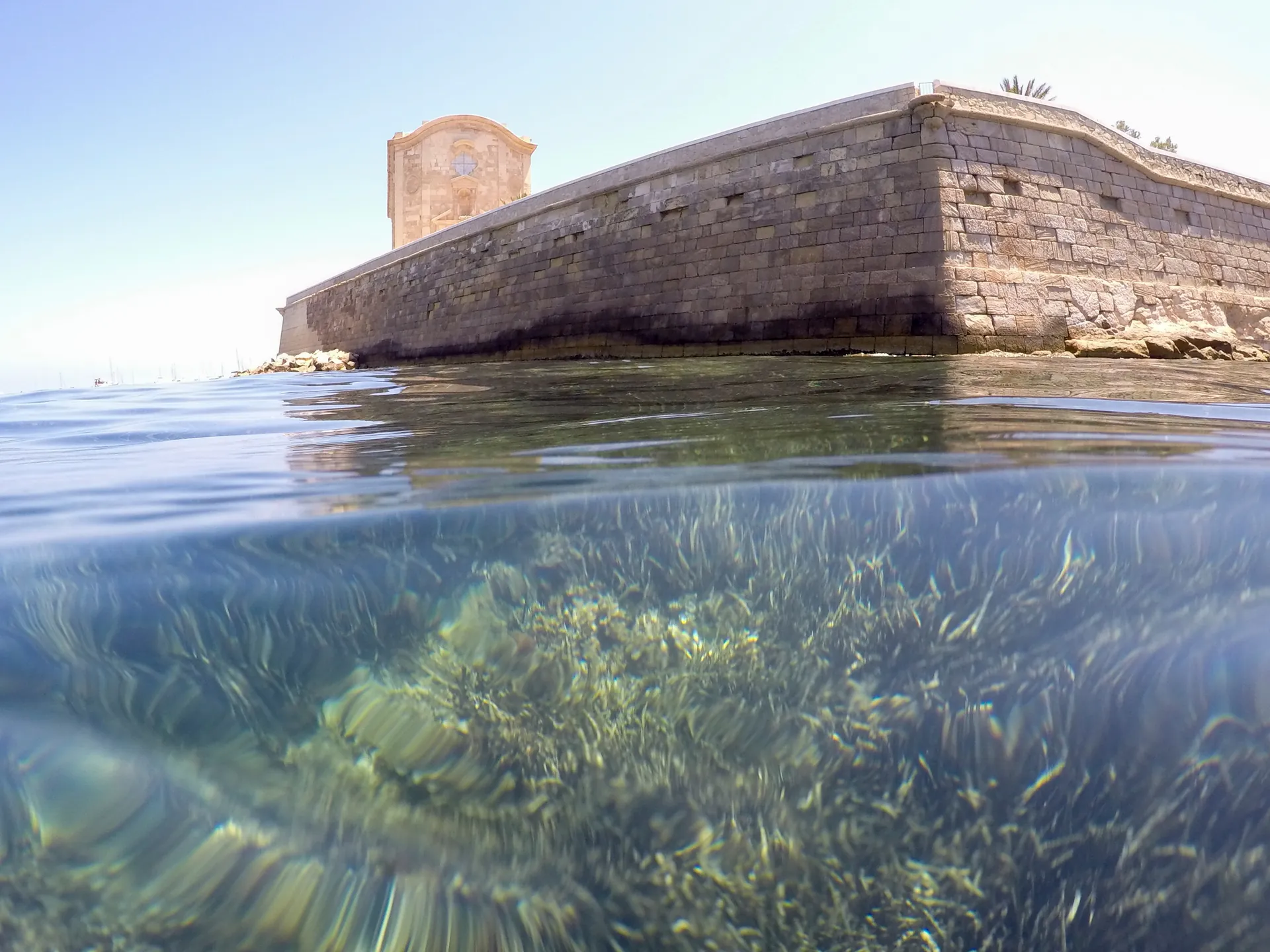 Posidonia Tabarca