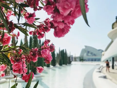 Adelfas rosas ante la Ciudad de las Artes y las Ciencias de Valencia.
