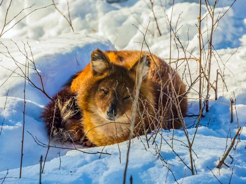 Zorro rojo descansando sobre nieve en un paisaje invernal, rodeado de ramas secas, en su hábitat natural del Ártico.