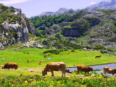 Vacas pastando junto al lago en los Picos de Europa, Asturias