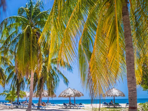 palmeras-cayo-blanco.jpg