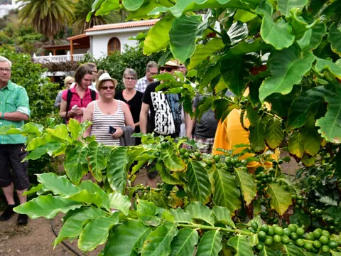 En Agaete veremos las plantaciones de un cafetal canario.