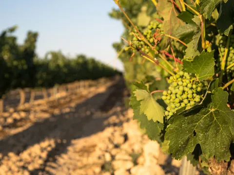 Visita guiada a la cueva Dorretxe con cata de aceite
