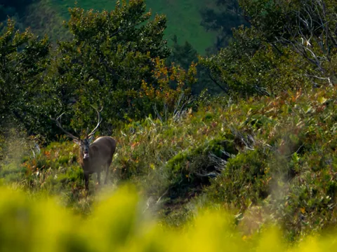 Ciervo macho asomando durante la berrea en Asturias