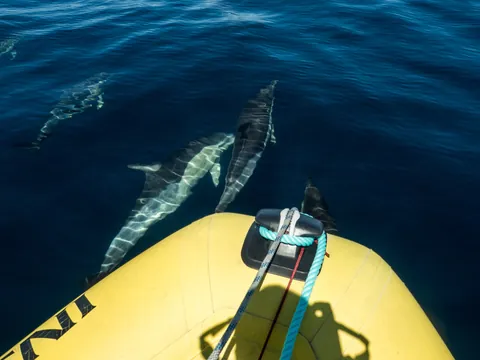 Avistamiento Delfines Algarve Faro Cetaceos Tortugas Marinas