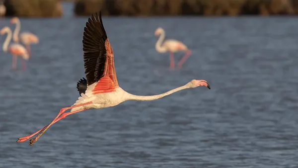 Tour por Doñana desde Sevilla