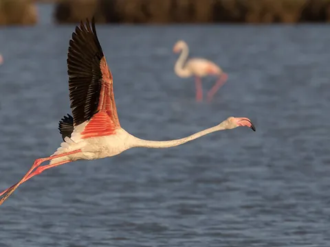 Tour por Doñana desde Sevilla