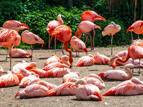 Grupo de flamencos rosados ​​descansando y acicalándose en el Zoo de Praga.