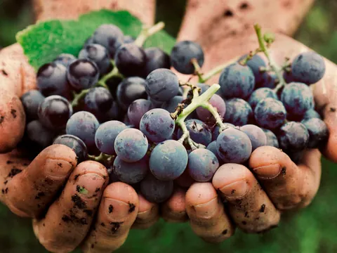 visita-cata-bodega-finca-valpiedra_logroñocata-vino_viñedo_enoturismo_la-rioja_buendia-tours (1).jpg