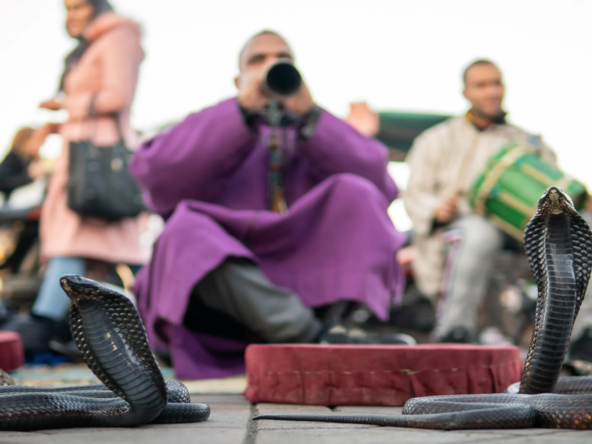 Serpientes Plaza de Jemaa el Fna - Plaza de Jemaa el Fna - Qué ver en Marrakech - Guía de Viajes Marrakech - Buendía