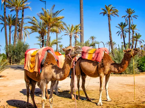 Camellos preparados para paseo en el palmeral de Marrakech, Marruecos