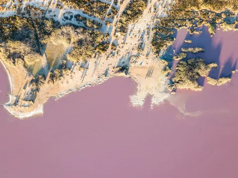Vista aérea cenital de la Laguna Rosa de Torrevieja, con un intenso color rosado y la orilla seca y arbustos.